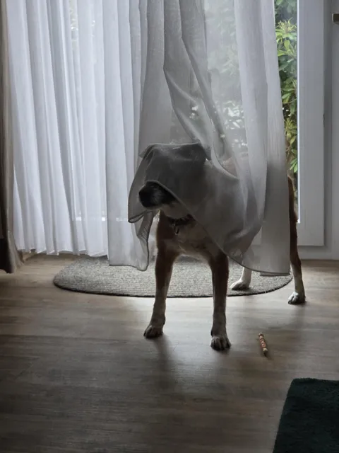 My dog occasionally turns into a ghost