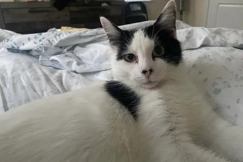 How lucky am I that my cat cuddles with me for hours?