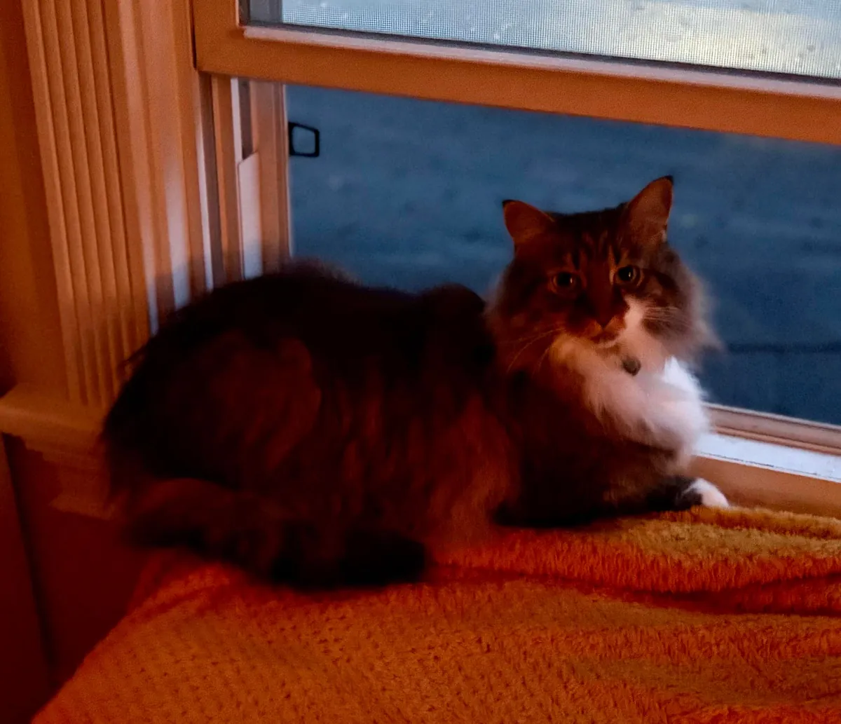 Cozy update: a new rug &amp; the other corner!