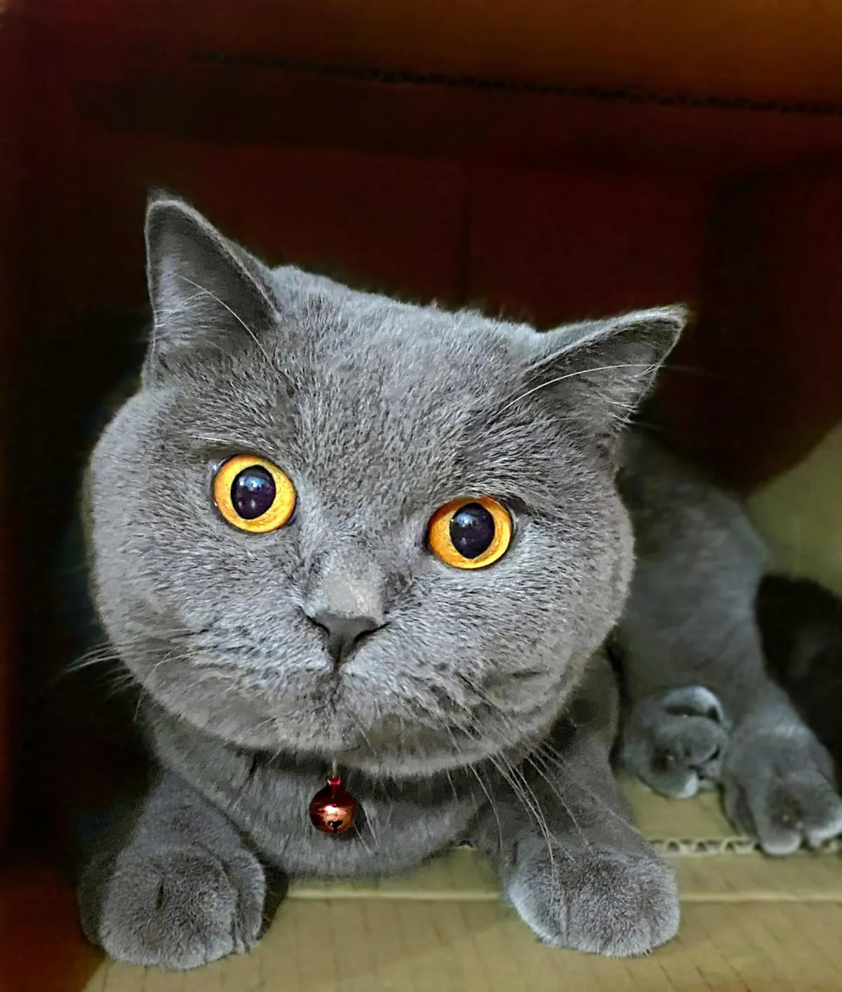 One look at those eyes and I knew. The zoomies were coming.