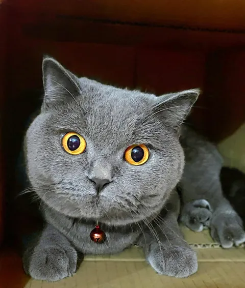 One look at those eyes and I knew. The zoomies were coming.