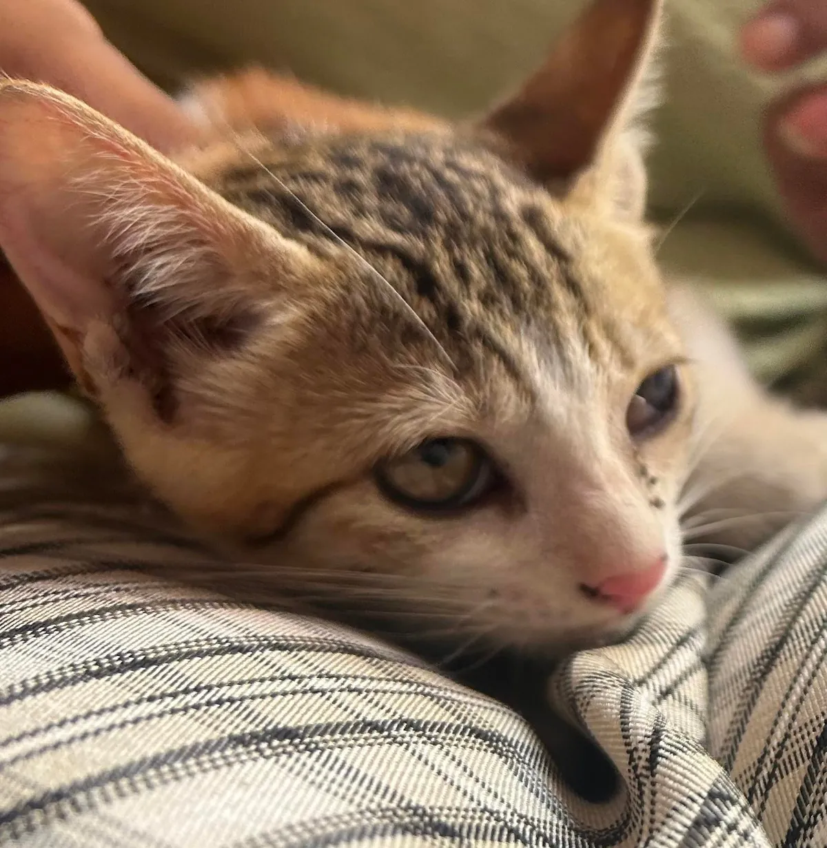 Look who i found hiding under my car