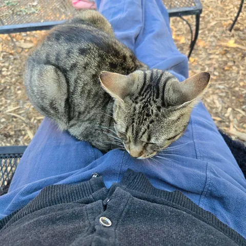 Just sitting outside enjoying my coffee with this tiny kitty loaf on my lap. ❤️
