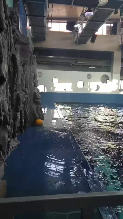 Beluga whale uses Hydro blast to retrieve his toy