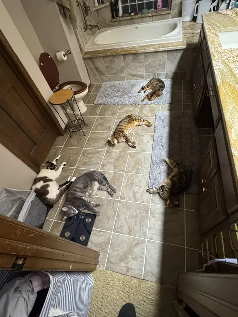 Heated tile-melted cats