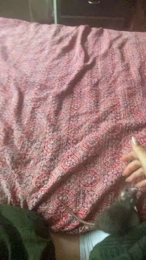 My most playful rat 🤩