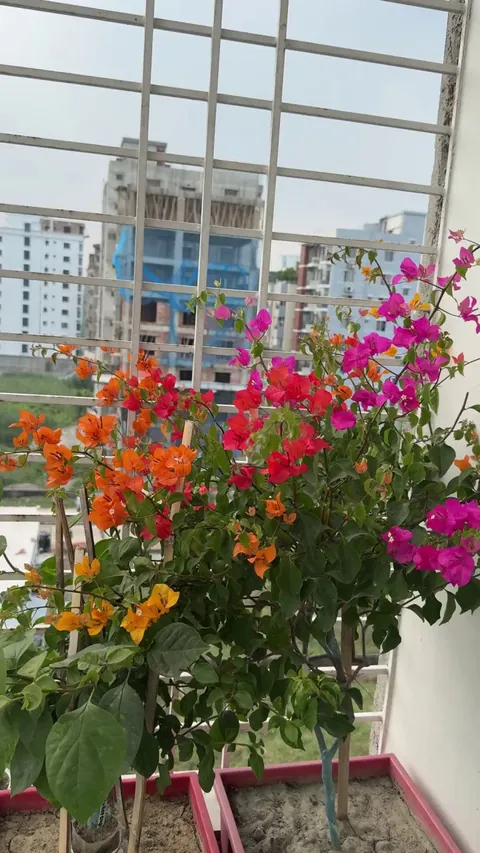 A Rainbow on My Balcony: Six-Color Bougainvillea in Bloom.