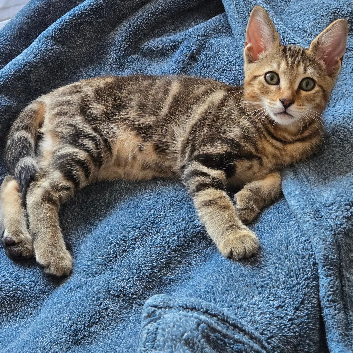 Meet Dash, my first pet ever 😺