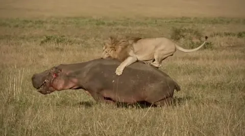 Lion attacks hippo.