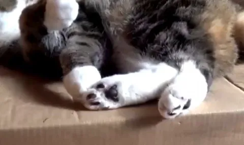 Maru: This box betrayed me!!! Oh well ...