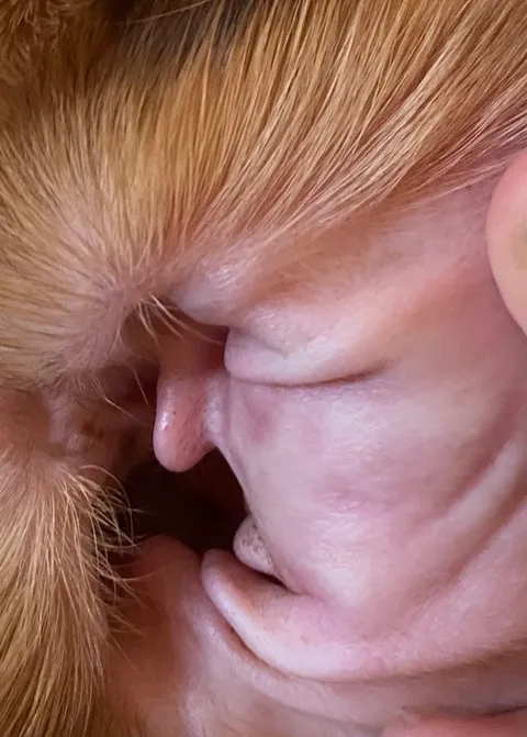 The inside of my dog’s ear looks a bit like Trump’s profile.