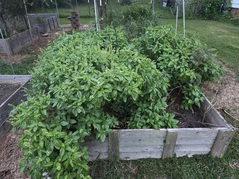 What do I do with all this basil?