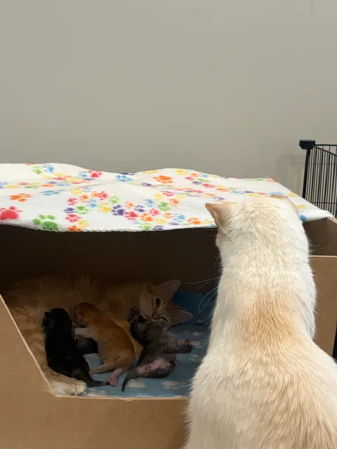 UPDATE: Took in a Feral and now I'm caring for a Litter of Kittens