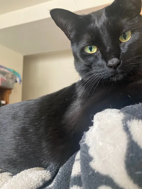 I lost all three cats to a fire last night