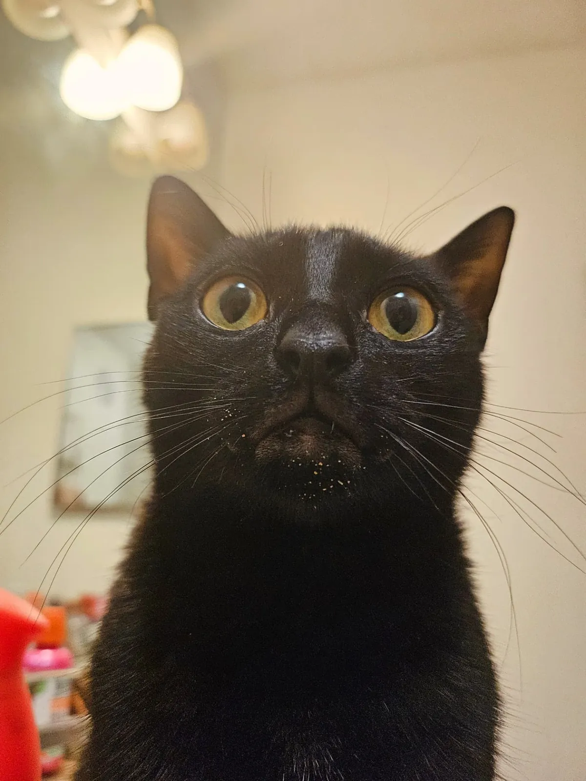 please meet lunchbox