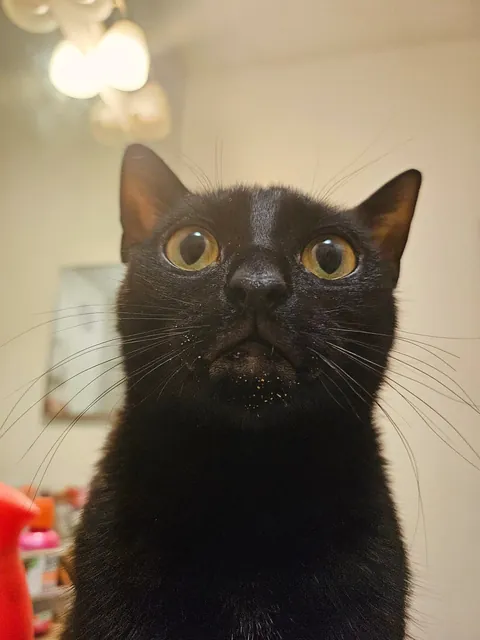 please meet lunchbox