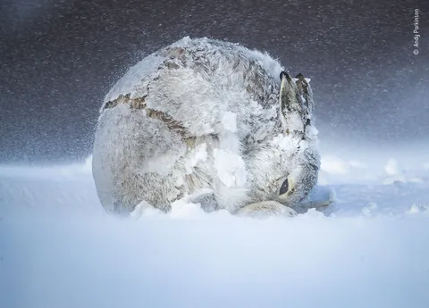 🔥 A mountain hare trying to stay warm in the winter. Credit Andy Parkinson