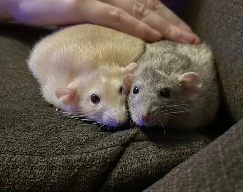 In Loving Memory of President Link 💔