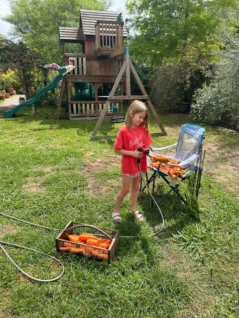 Harvested the rest of the carrot bed with the kids today 🥕