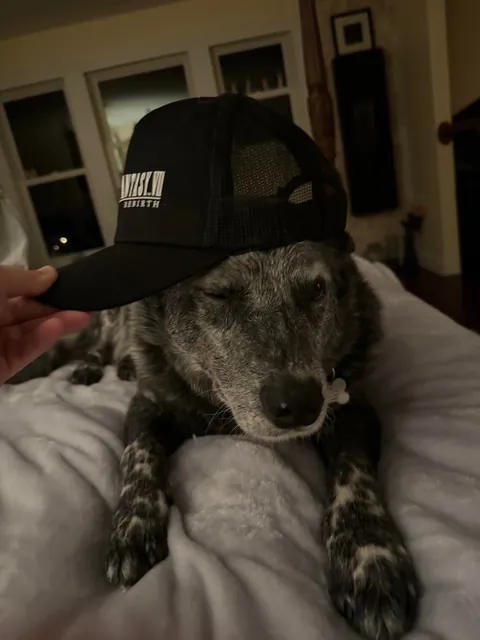 Jack is a very hard-working, handsome boy who herds chickens for a living.