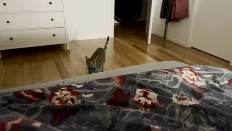 Gorgonzola bringing me toys to bed while I’m recovering from Covid