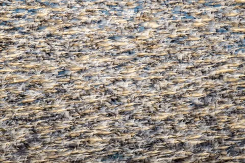 🔥 18 images from the 2025 Audubon Photography Awards