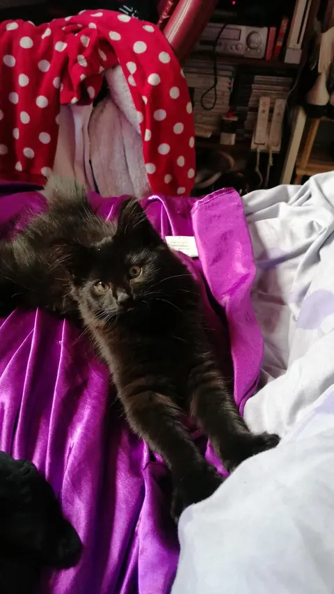 My new kitten, Petrus, sure is a character