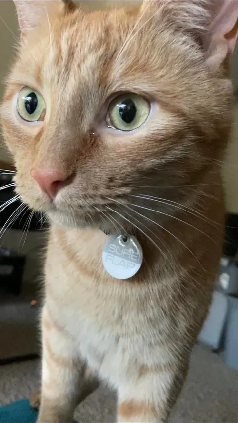 I lost all three cats to a fire last night