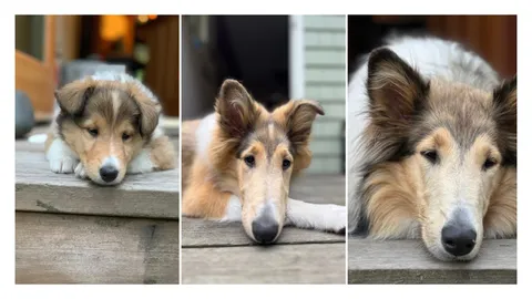Evolution of a collie snout 