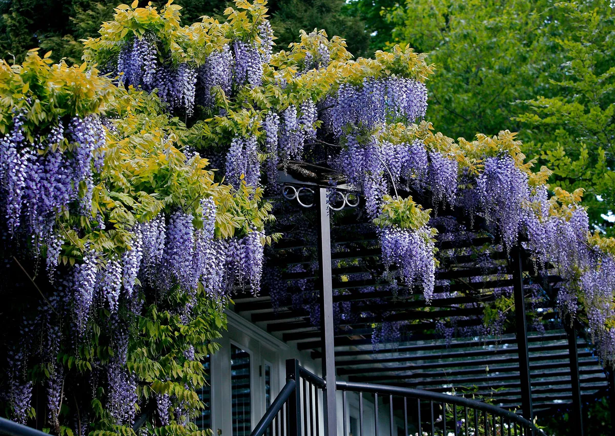 💜Beautiful large purple Wisteria in my sister's garden. They had this trellis specially built to support this lovely vine💜