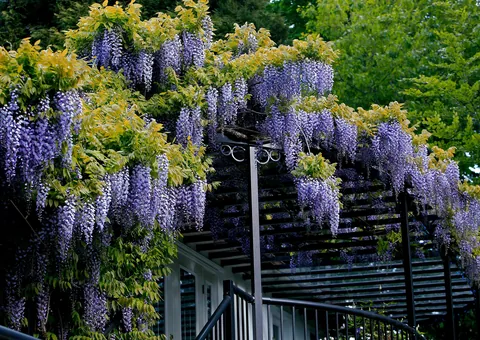 💜Beautiful large purple Wisteria in my sister's garden. They had this trellis specially built to support this lovely vine💜