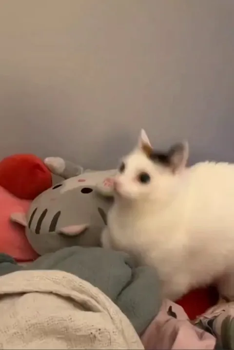 Cat has an existential crisis when questioned on its violent nature