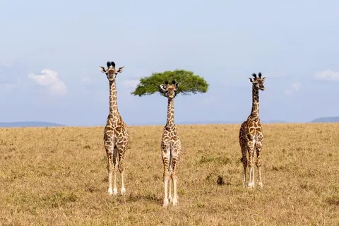 🔥🔥the Best funny nature pics