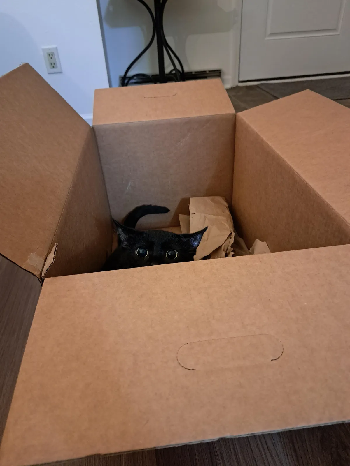 I risked my life to get this picture 