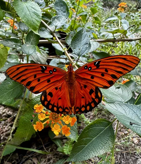 🔥Gulf fritillary