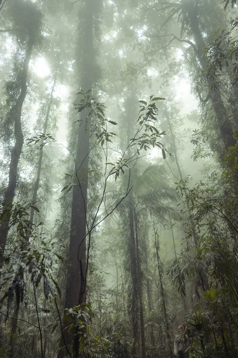ITAP of trees in a misty rainforest.