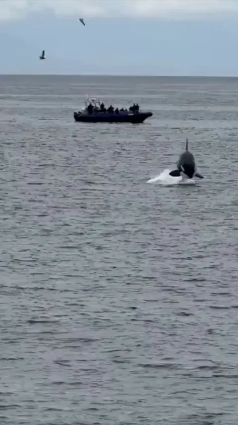 🔥 Orca pod having fun