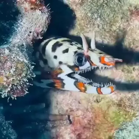 🔥 You definitely haven't seen the dragon moray eel yet.
