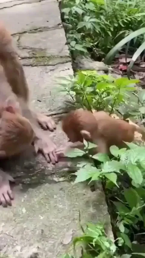 🔥 Monkey showing love to her baby