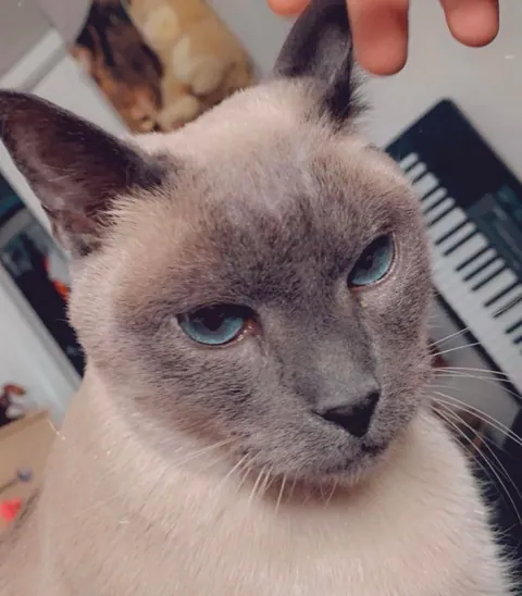 Found my cat after he passed.