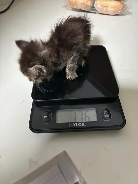 Tini tiny baby was found by my boyfriend‘s friend so we are taking her in. She’s about three weeks old and so itty-bitty.🫨