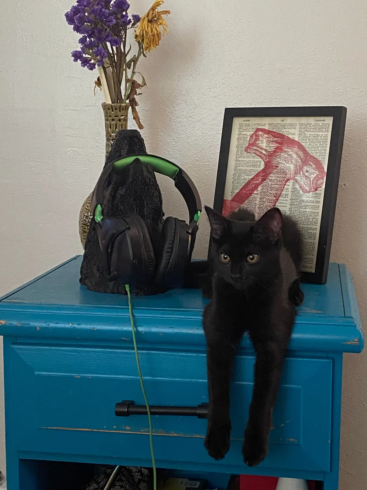 The sweetest and smartest cat I’ve ever had