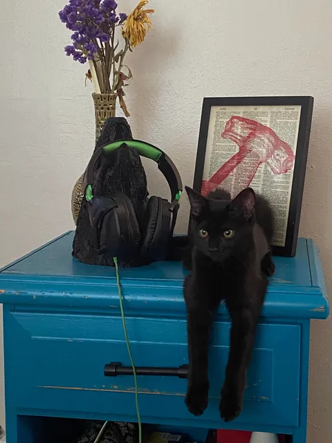 The sweetest and smartest cat I’ve ever had