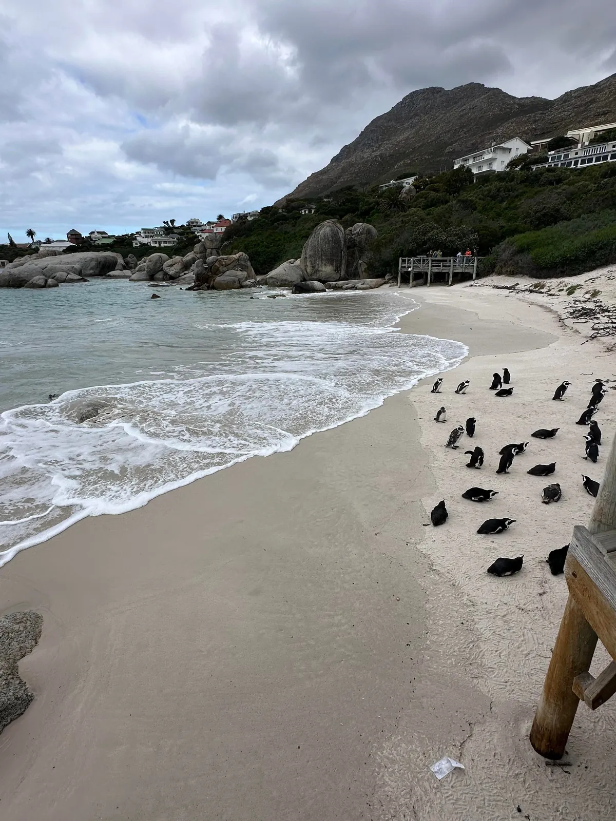 Cape Town is my new favorite city 🇿🇦