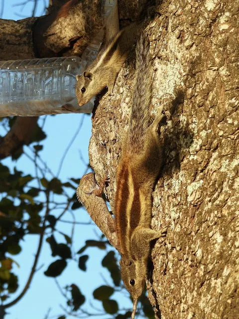 Squirrel for world peace