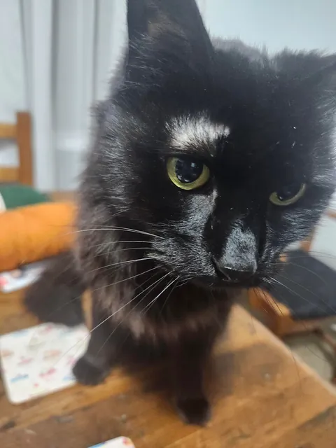 My Loki Passed - grief is hitting hard