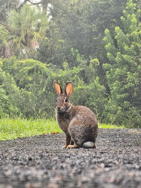ITAP of a bunny