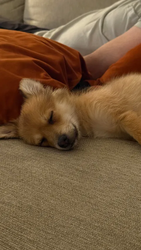 This is Fiona. Our newly rescued smol fox pom