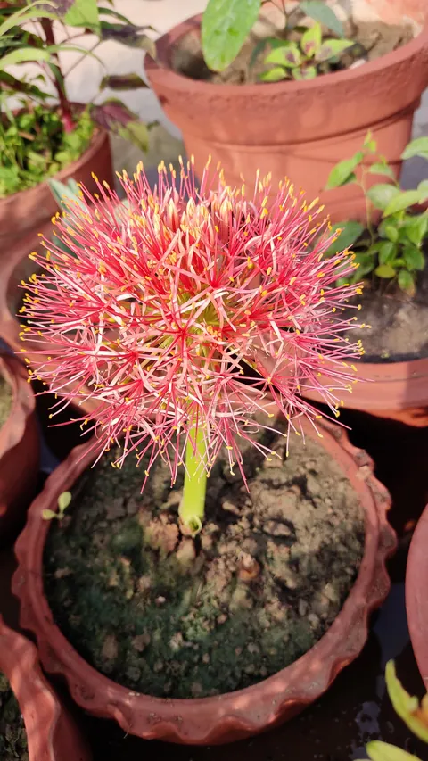 Flowers grown on my Terrace Garden. It was quite a nice year.