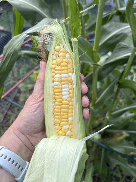 My first successful corn!!!